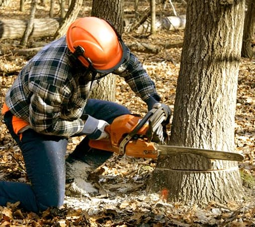 Tree Removal in Clute, TX